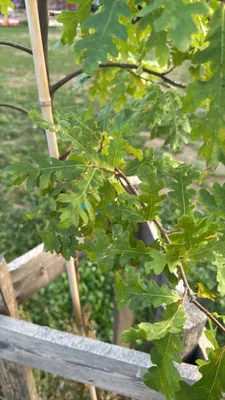 English Oak (Quercus robur)