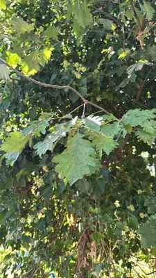 Farnia (Quercus robur)