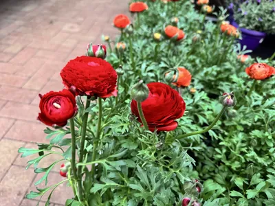 Persian Buttercup (Ranunculus asiaticus)