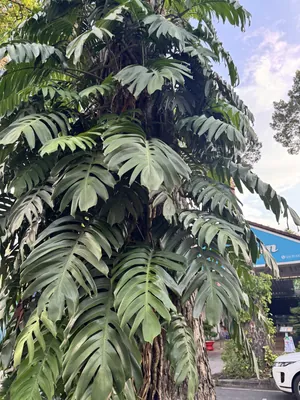 Dragon Tail Plant (Rhaphidophora decursiva)