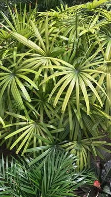 Lady Palm (Rhapis excelsa)