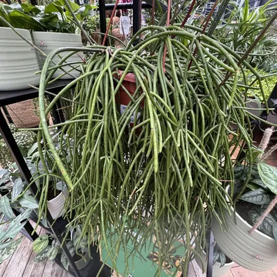 Mistletoe Cactus (Rhipsalis baccifera)