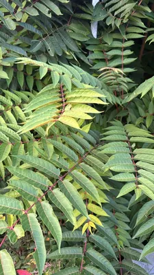 Staghorn Sumac (Rhus typhina)