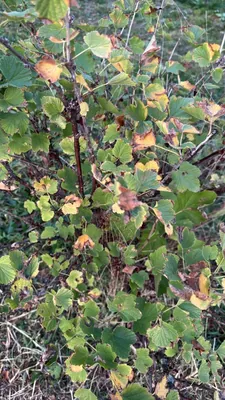 Red Currant (Ribes rubrum)