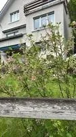 Flowering Currant (Ribes sanguineum)