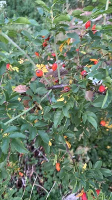 Dog rose (Rosa canina)
