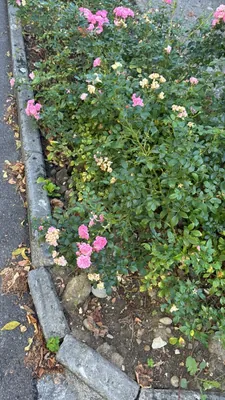 Rosa chinensis (Rosa chinensis)