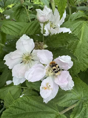 Himalayan blackberry (Rubus armeniacus)
