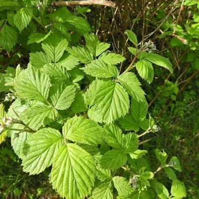 Raspberry Plant (Rubus idaeus)