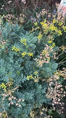 Common rue (Ruta graveolens)