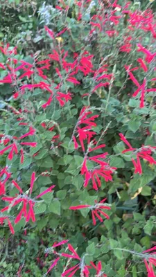 Pineapple Sage (Salvia elegans)