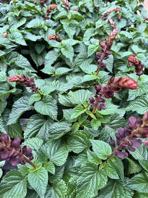 Anise Sage (Salvia guaranitica)