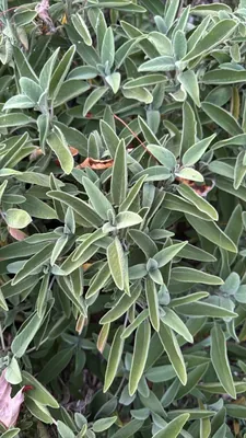 Sage Plant (Salvia officinalis)
