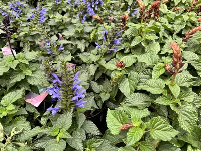 Lyreleaf Sage (Salvia uliginosa)