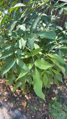 Sambuco canadese (Sambucus canadensis)