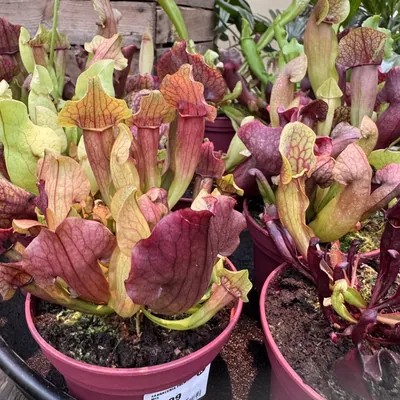Pitcher Plant (Sarracenia purpurea)