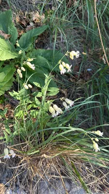 Silene vulgaris (Silene vulgaris)