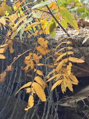 Rowan (Sorbus aucuparia)