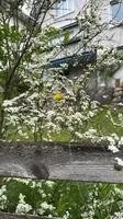 Bridal Wreath Spirea (Spiraea prunifolia)