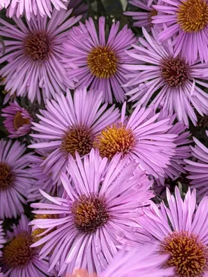 New England aster (Symphyotrichum novae-angliae)