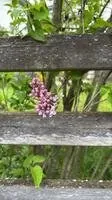 Lilac Bush (Syringa vulgaris)