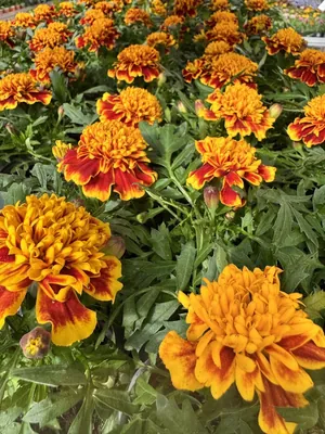 French Marigold (Tagetes patula)