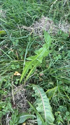 Dandelion (Taraxacum sect. Taraxacum)