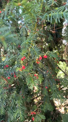 Taxus baccata (Taxus baccata)