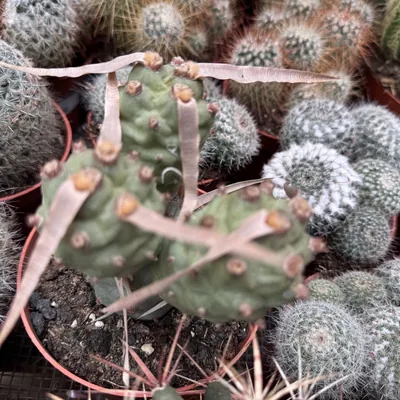 Pinecone Cactus (Tephrocactus articulatus)