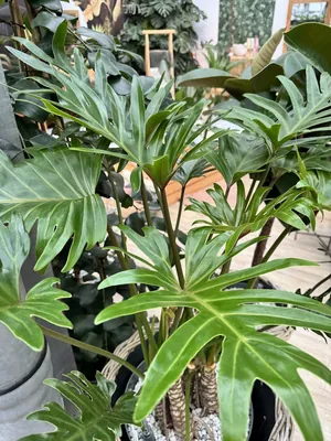 Hope Philodendron (Thaumatophyllum bipinnatifidum)