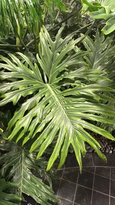 Hope Philodendron (Thaumatophyllum bipinnatifidum)