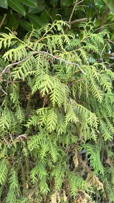 Туя велетенська (Thuja plicata)