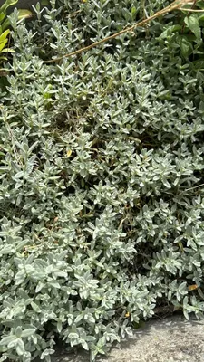 Early thyme (Thymus praecox)