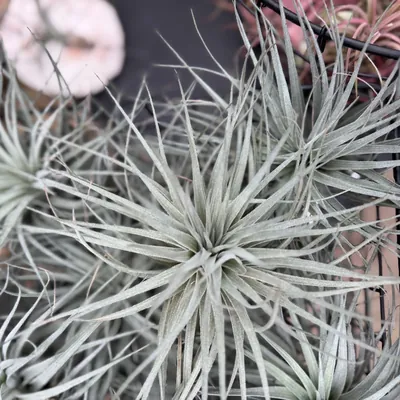 Air Plant (Tillandsia ionantha)
