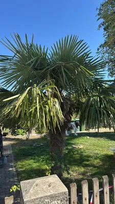 Trachycarpus fortunei (Trachycarpus fortunei)