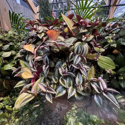 Wandering Jew Plant (Tradescantia zebrina)