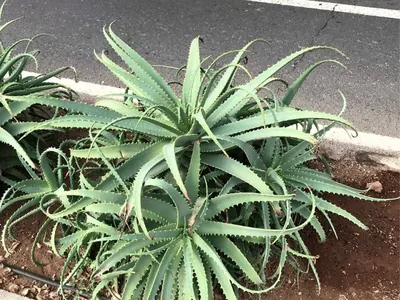 Aloe Vera (Aloe vera)
