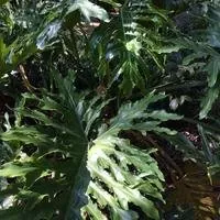 Split Leaf Philodendron (Philodendron bipinnatifidum)