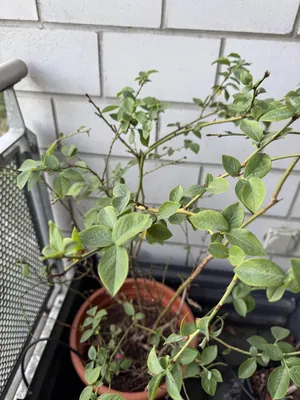 Blueberry Bush (Vaccinium corymbosum)