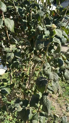 Viburnum rhytidophyllum (Viburnum rhytidophyllum)