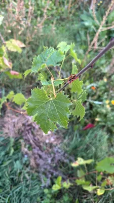 Grape Vine (Vitis vinifera)