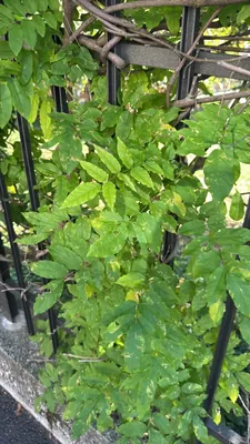 Glycine de Chine (Wisteria sinensis)