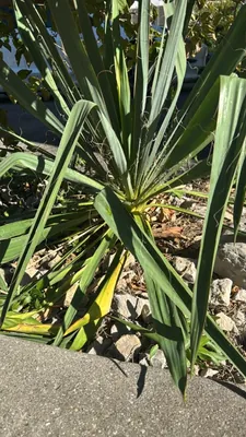 Juka vláknitá (Yucca filamentosa)